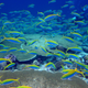 Yellow and blue fusiliers shoal over a reef in the Chagos Archipelago. Thanks, poop.